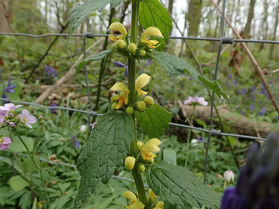 Erdei sárgaárvacsalán / Lamium galeobdolon
