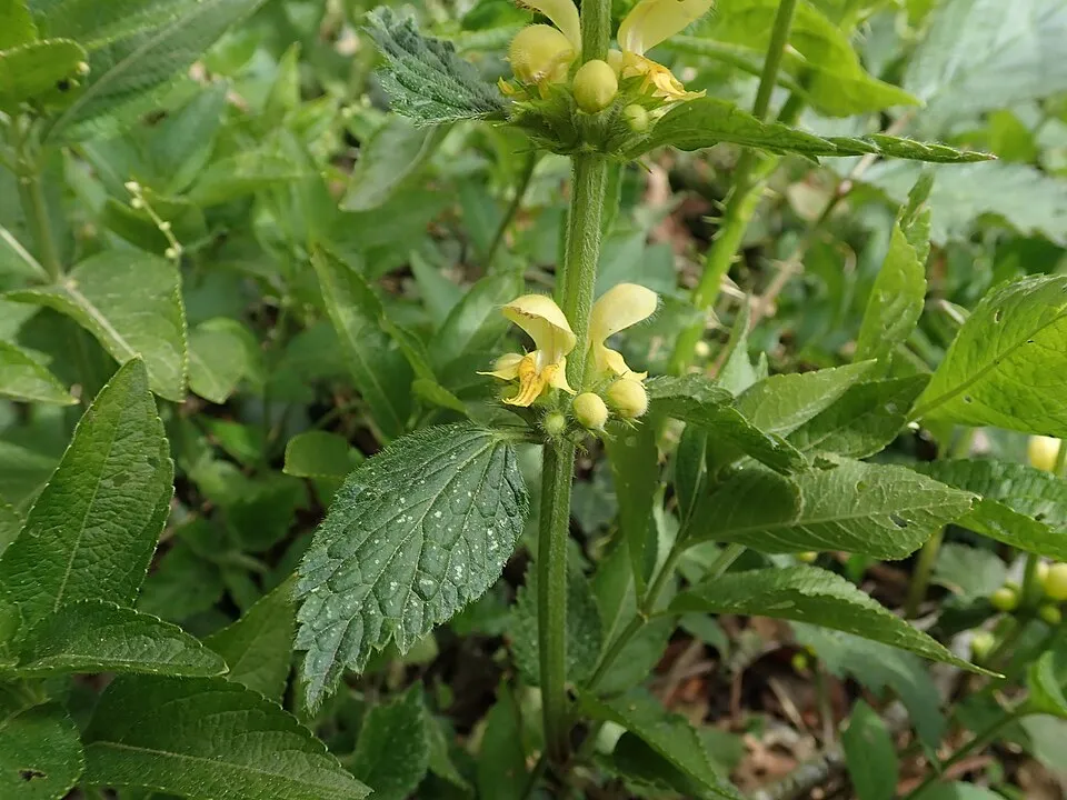 Erdei sárgaárvacsalán / Lamium galeobdolon
