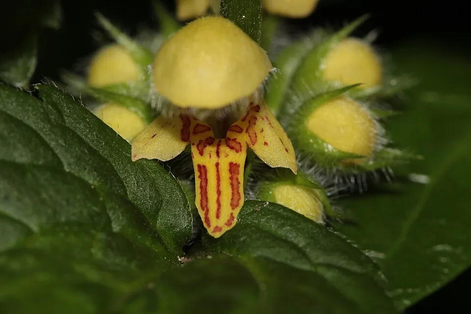 Erdei sárgaárvacsalán / Lamium galeobdolon