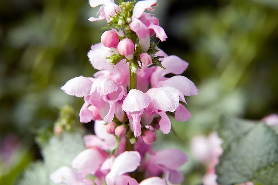 Foltos árvacsalán / Lamium maculatum 'White Nancy'