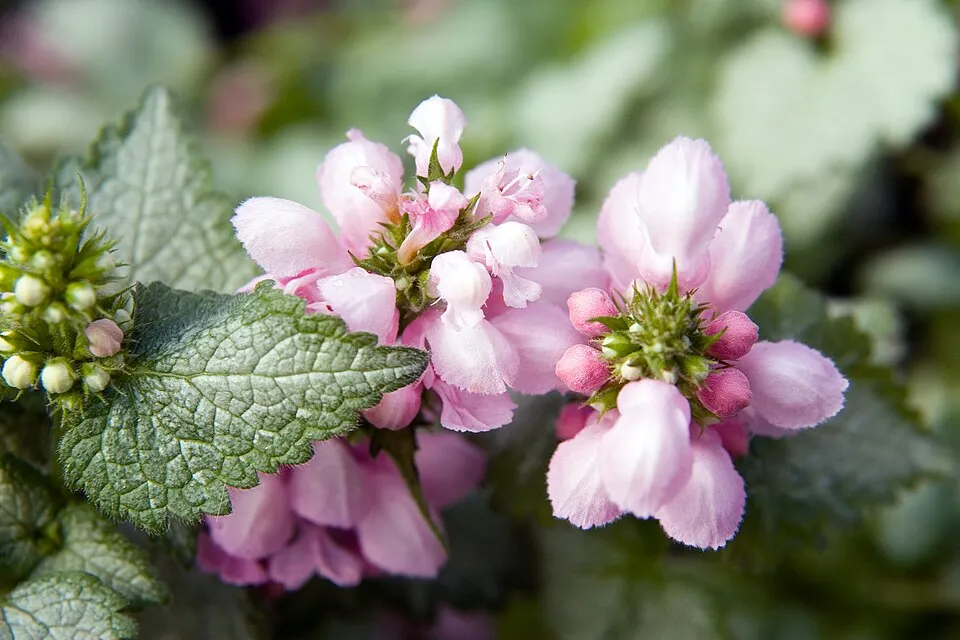 Foltos árvacsalán / Lamium maculatum 'White Nancy'