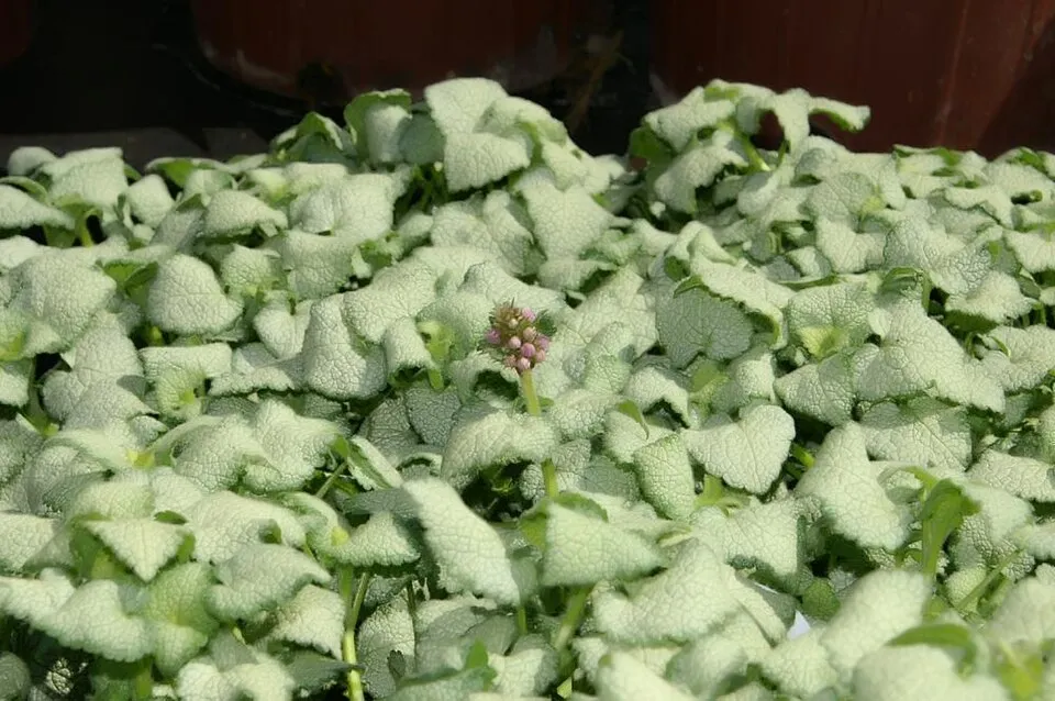 Foltos árvacsalán / Lamium maculatum 'White Nancy'
