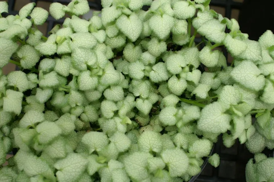 Foltos árvacsalán / Lamium maculatum 'White Nancy'