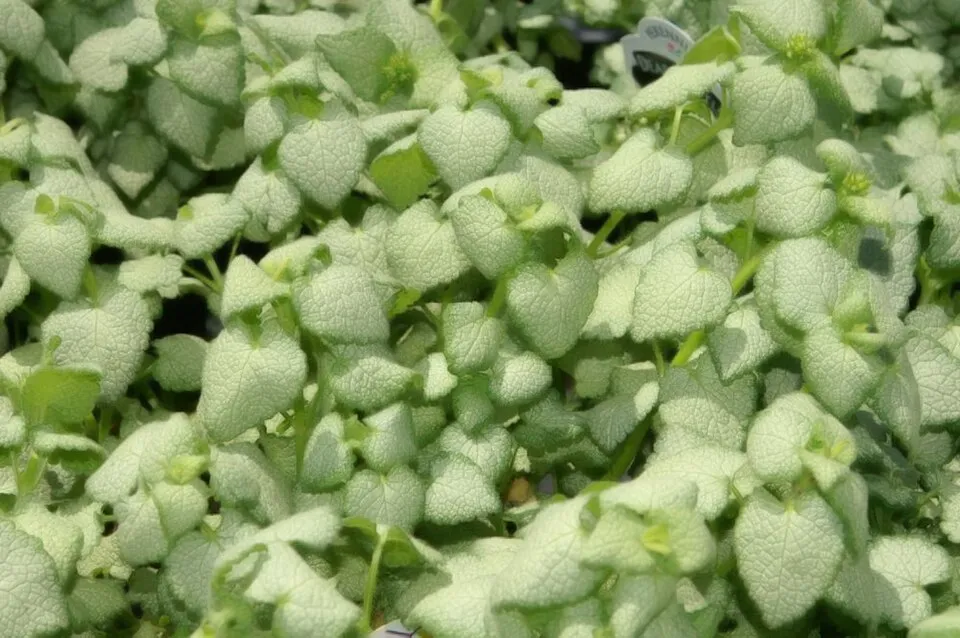Foltos árvacsalán / Lamium maculatum 'White Nancy'