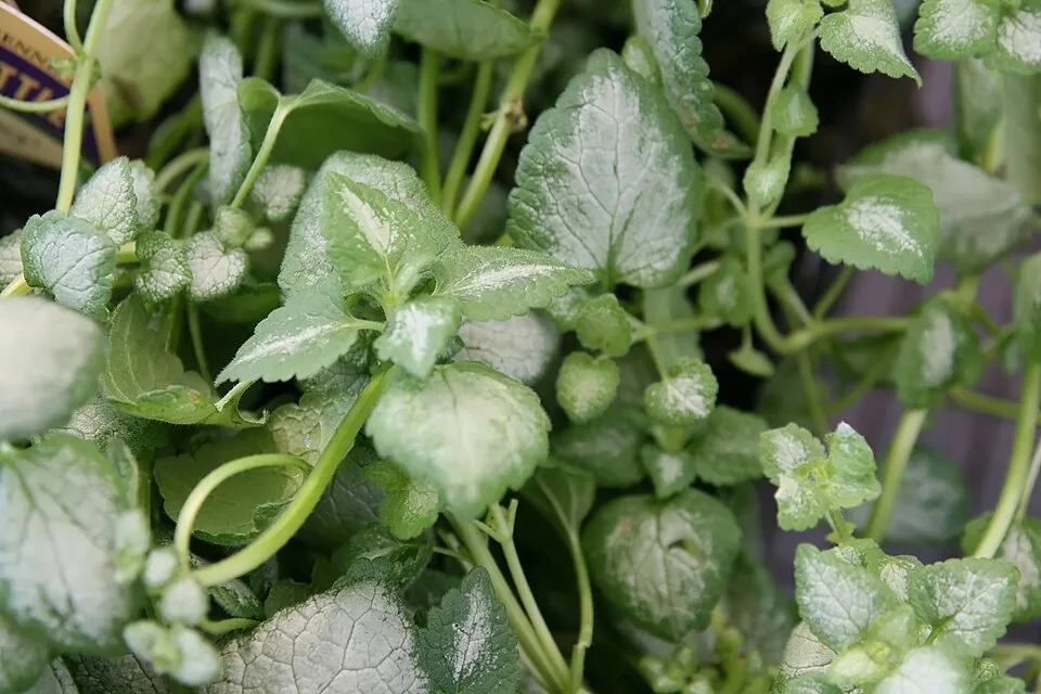 Foltos árvacsalán / Lamium maculatum 'White Nancy'