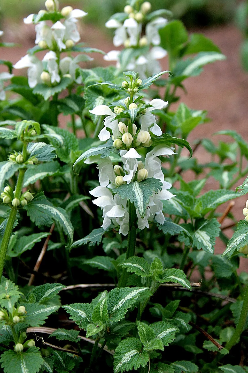 Foltos árvacsalán / Lamium maculatum 'White Nancy'