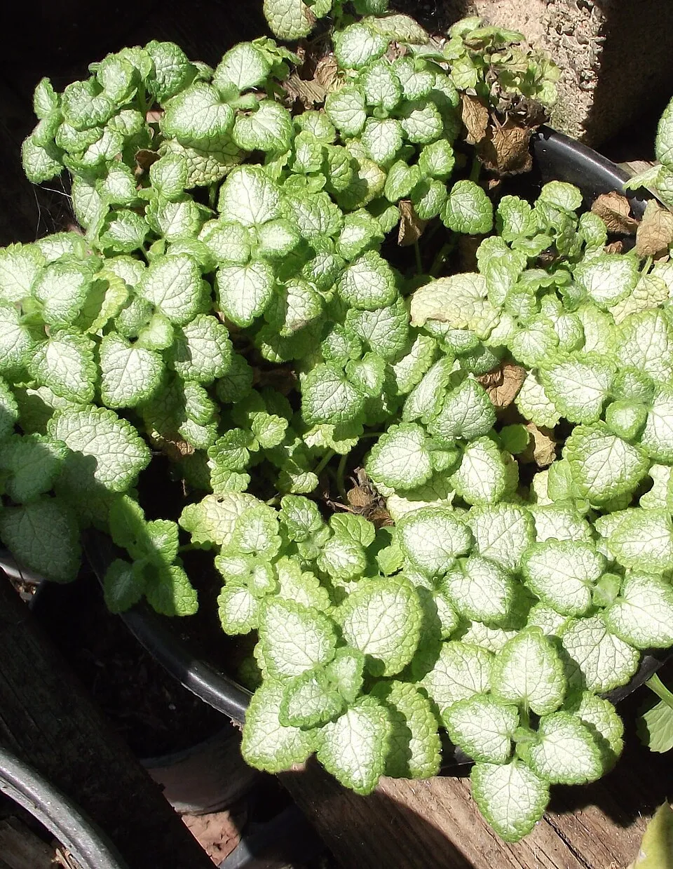 Foltos árvacsalán / Lamium maculatum 'White Nancy'