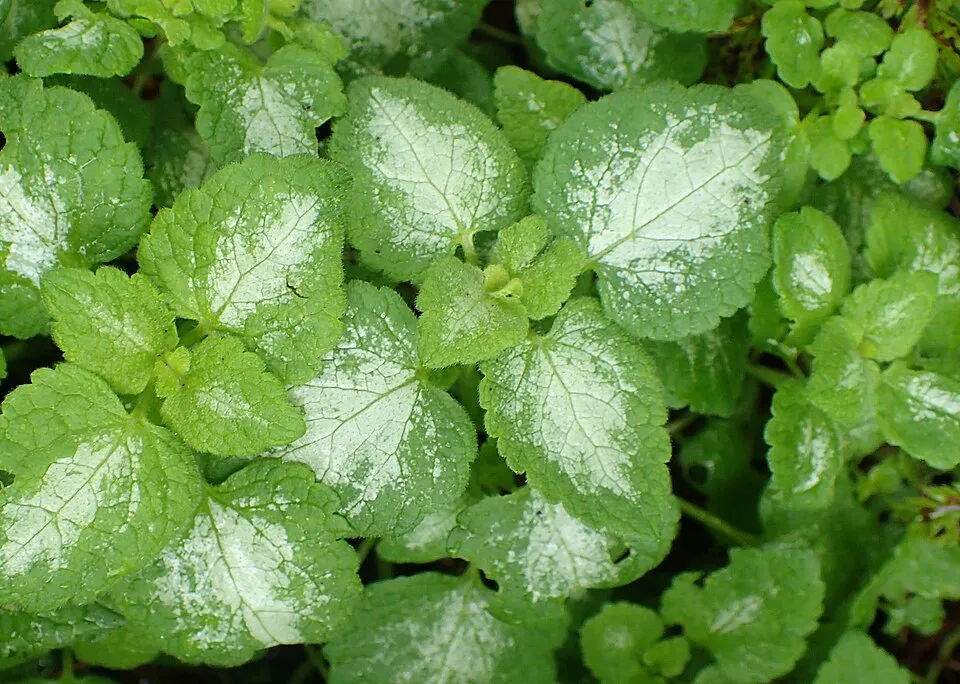 Foltos árvacsalán / Lamium maculatum 'White Nancy'