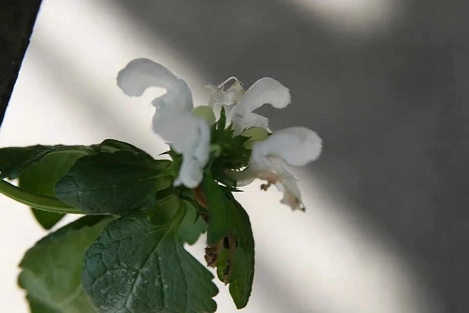 Foltos árvacsalán / Lamium maculatum 'White Nancy'