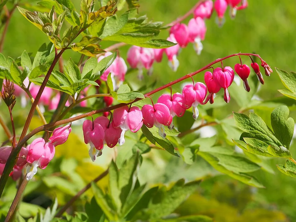 Nagy szívvirág / Lamprocapnos (syn. Dicentra) spectabilis