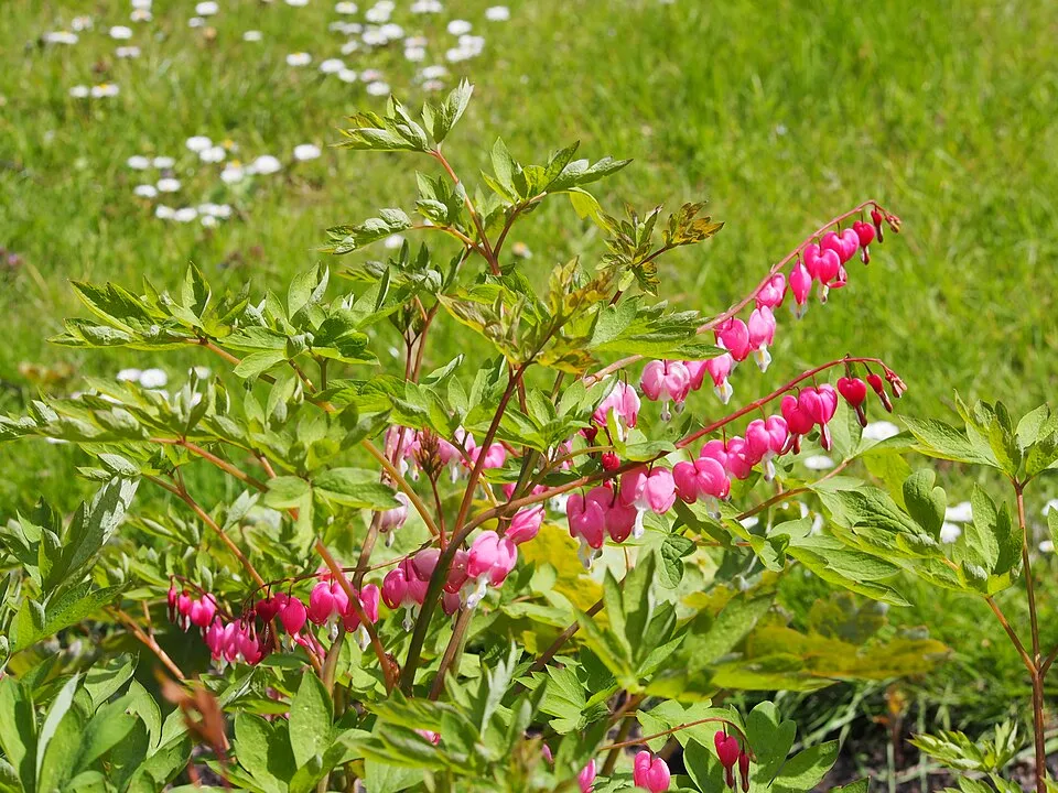 Nagy szívvirág / Lamprocapnos (syn. Dicentra) spectabilis 'Valentine'