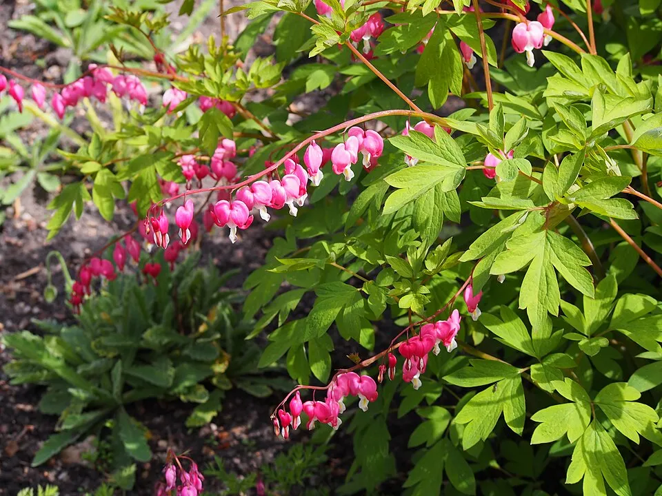 Nagy szívvirág / Lamprocapnos (syn. Dicentra) spectabilis 'Valentine'
