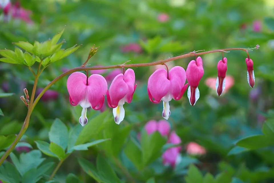 Nagy szívvirág / Lamprocapnos (syn. Dicentra) spectabilis 'Valentine'