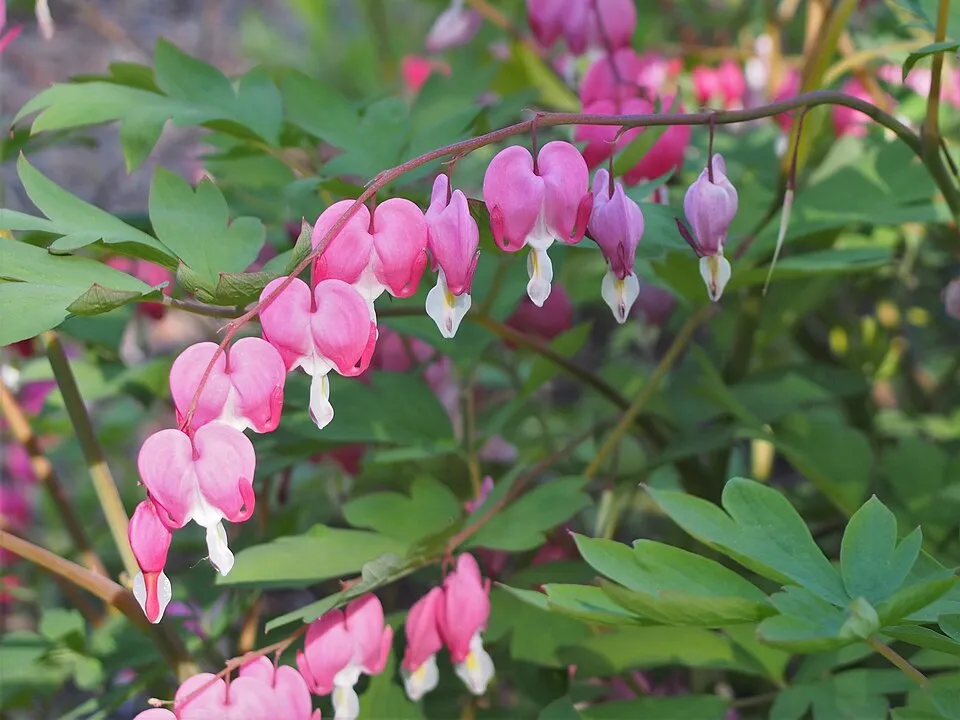 Nagy szívvirág / Lamprocapnos (syn. Dicentra) spectabilis 'Valentine'