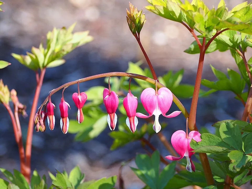 Nagy szívvirág / Lamprocapnos (syn. Dicentra) spectabilis 'Valentine'