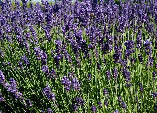 Angol levendula / Lavandula angustifolia BeeZee 'White'