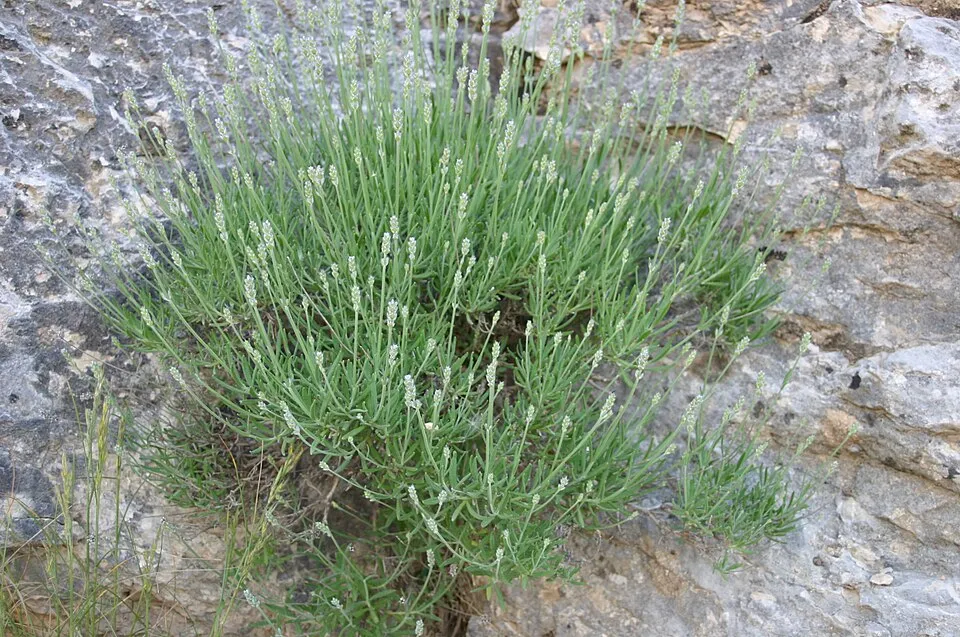 Angol levendula / Lavandula angustifolia BeeZee 'White'