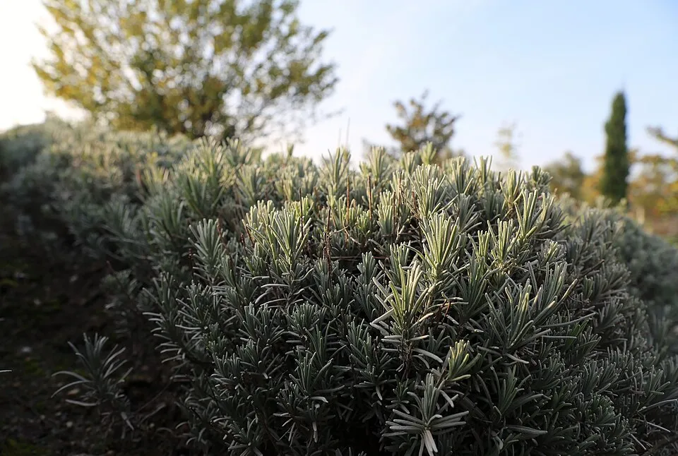 Angol levendula / Lavandula angustifolia 'Blue Cushion'