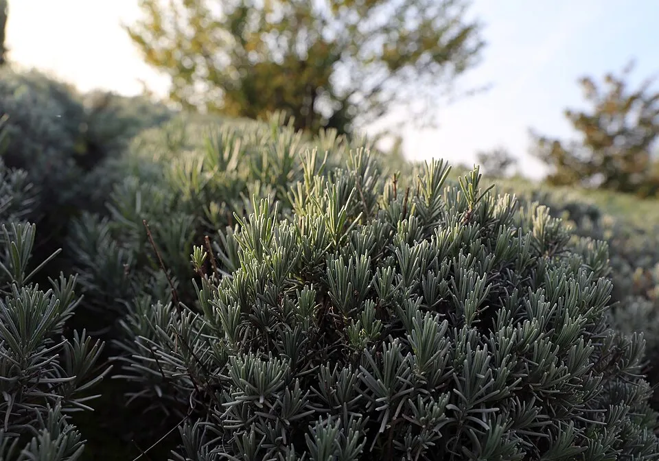 Angol levendula / Lavandula angustifolia 'Blue Cushion'