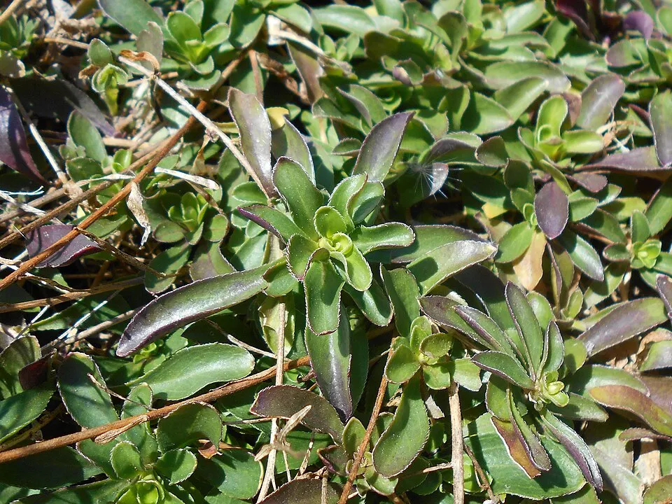 Indás ikravirág / Arabis procurrens 'Neuschnee'