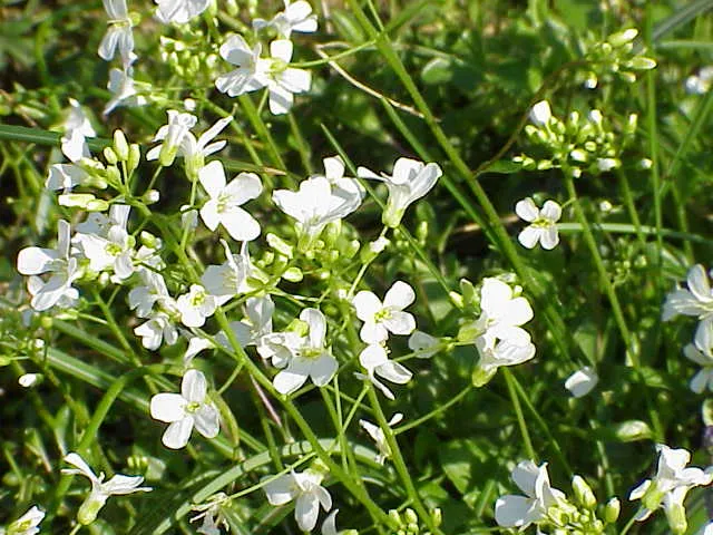 Indás ikravirág / Arabis procurrens 'Neuschnee'