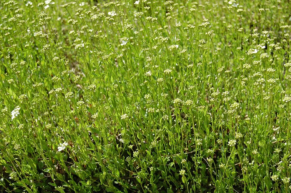 Indás ikravirág / Arabis procurrens 'Neuschnee'