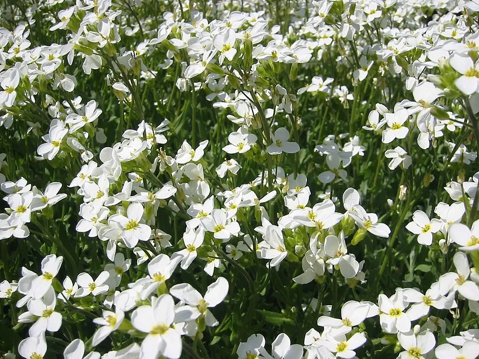 Indás ikravirág / Arabis procurrens 'Neuschnee'