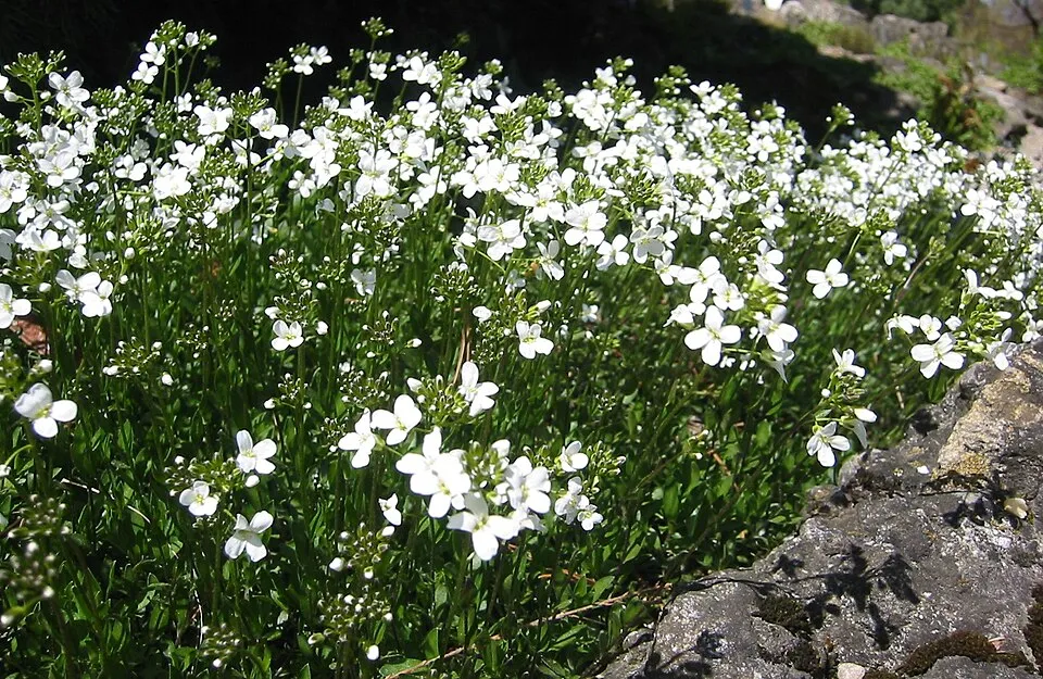 Indás ikravirág / Arabis procurrens 'Neuschnee'