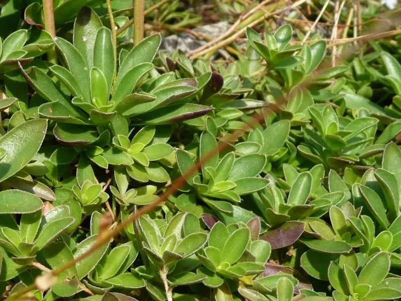 Indás ikravirág / Arabis procurrens 'Neuschnee'