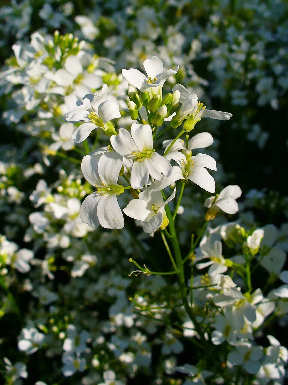 Indás ikravirág / Arabis procurrens 'Neuschnee'
