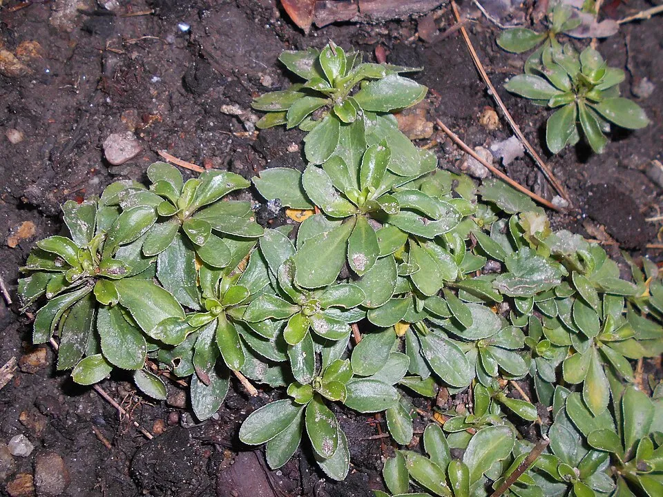 Indás ikravirág / Arabis procurrens 'Neuschnee'
