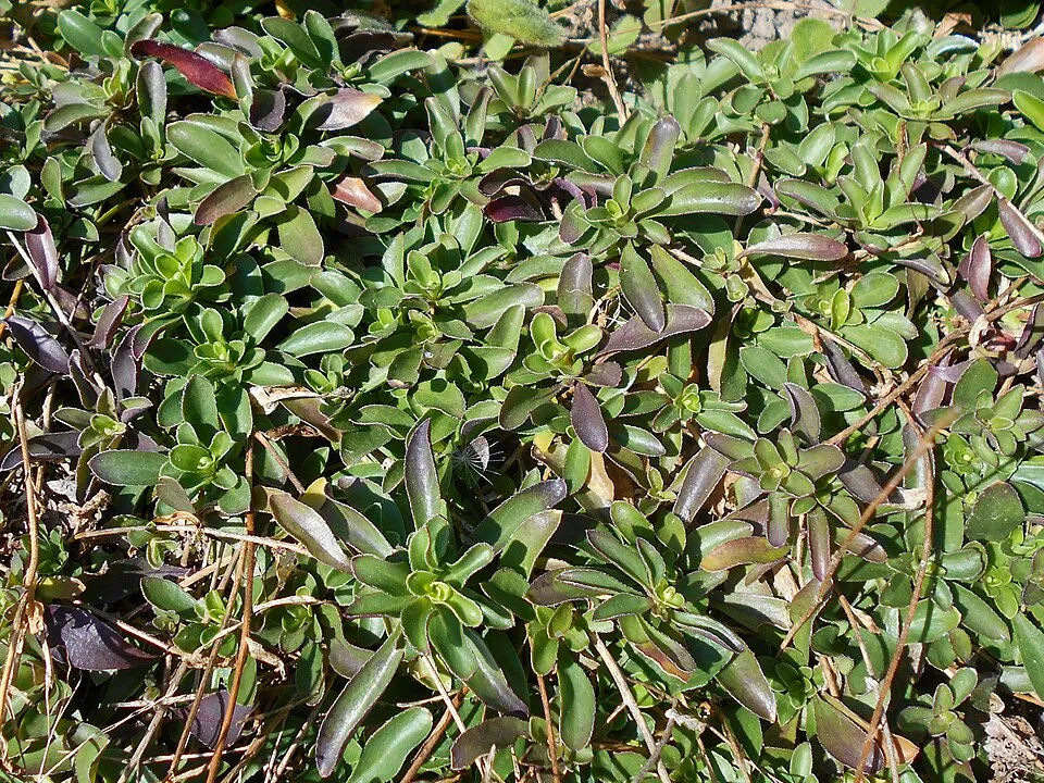 Indás ikravirág / Arabis procurrens 'Neuschnee'