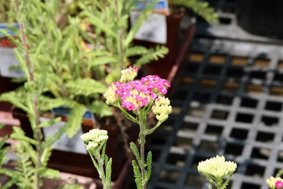 Közönséges cickafark / Achillea millefolium 'Saucy Seduction'