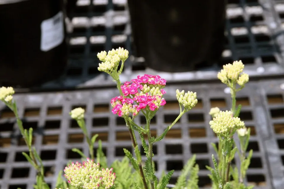 Közönséges cickafark / Achillea millefolium 'Saucy Seduction'