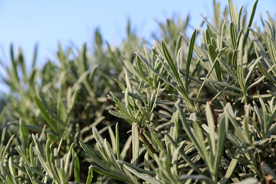Angol levendula / Lavandula angustifolia 'Essence Purple'