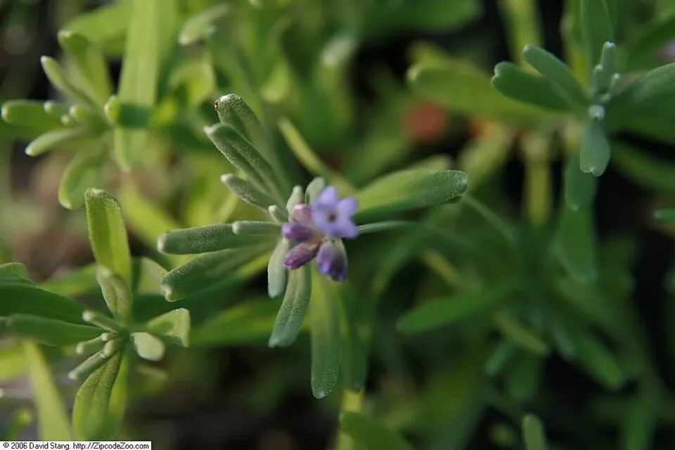 Angol levendula / Lavandula angustifolia 'Essence Purple'