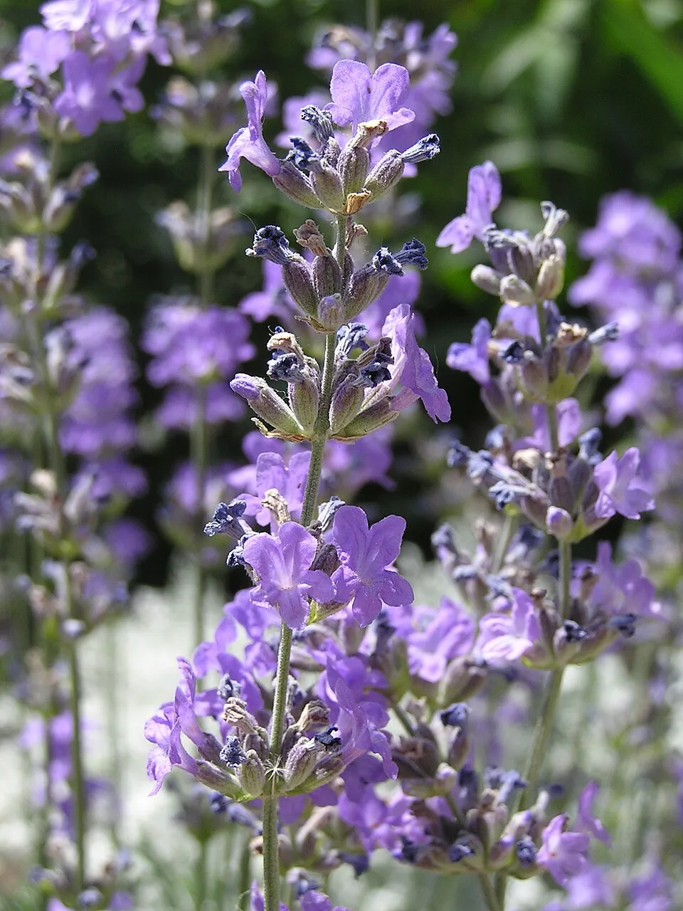 Angol levendula / Lavandula angustifolia 'Essence Purple'
