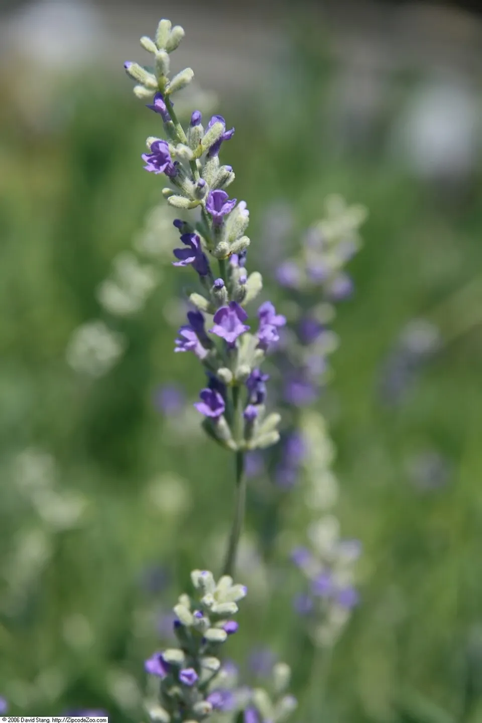 Angol levendula / Lavandula angustifolia 'Munstead'