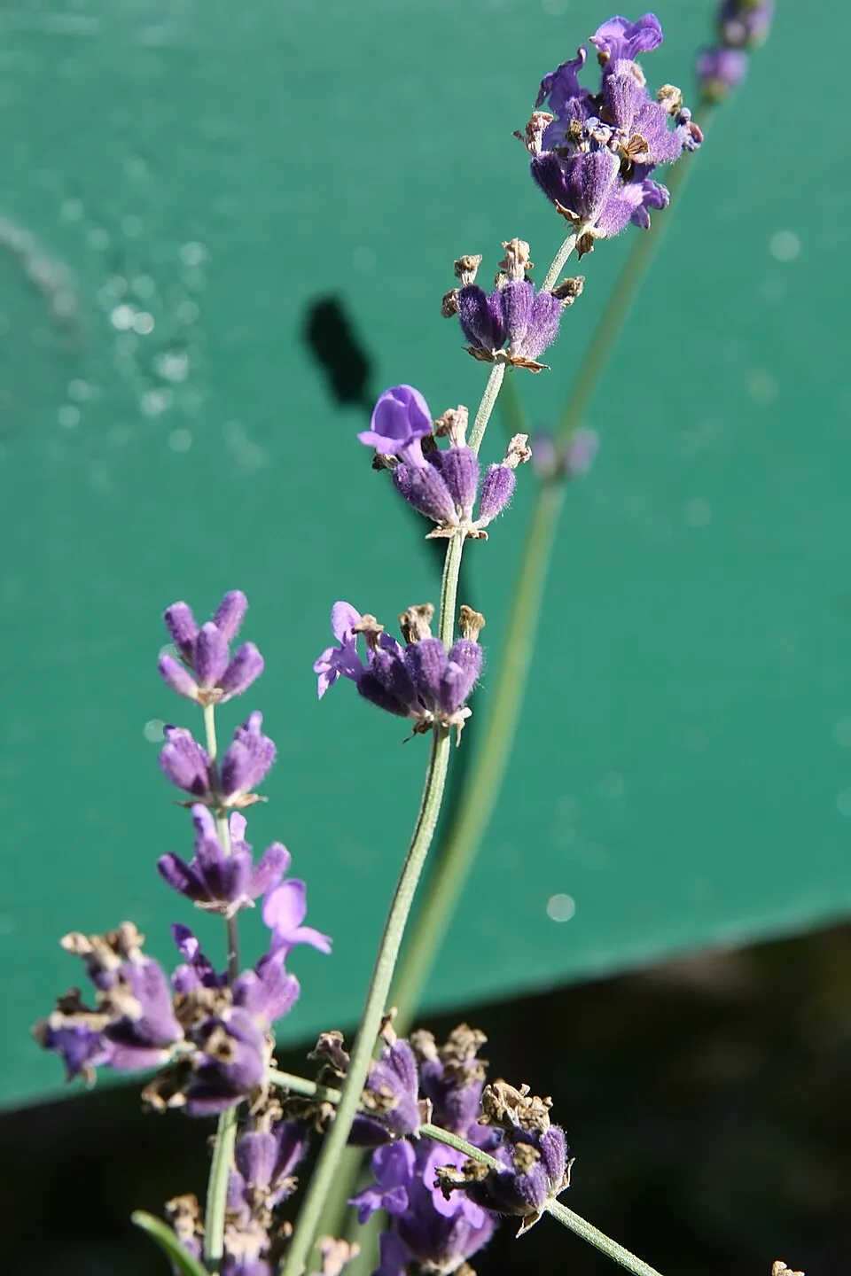 Angol levendula / Lavandula angustifolia 'Munstead'
