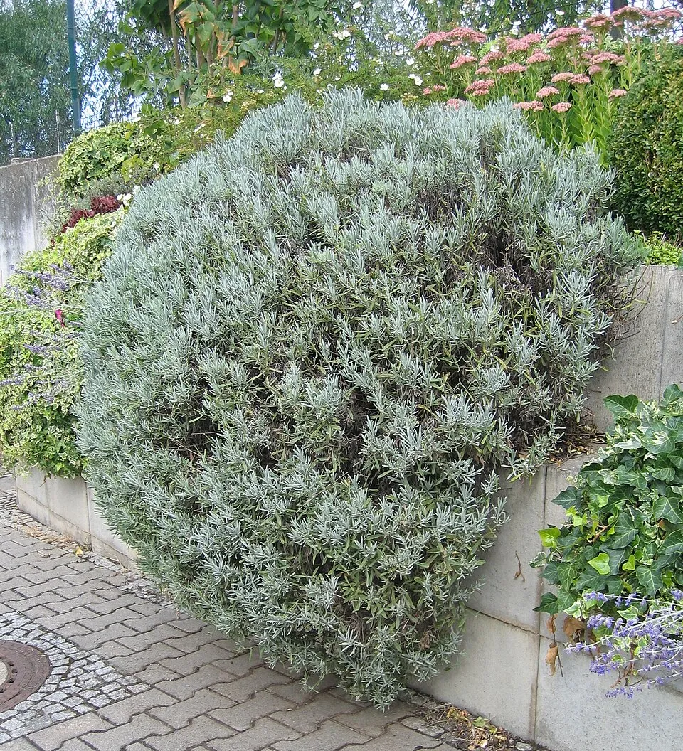 Angol levendula / Lavandula angustifolia 'Oxford Gem'