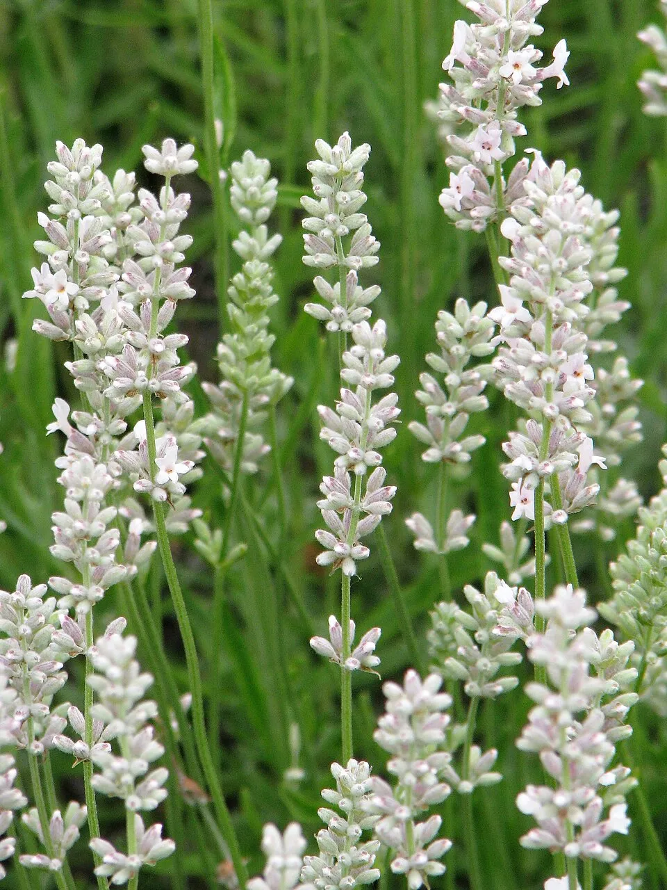 Angol levendula / Lavandula angustifolia 'Rosea'