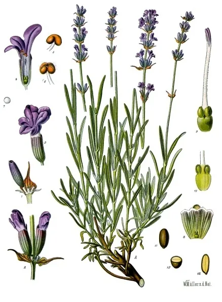 Angol levendula / Lavandula angustifolia 'Siesta'