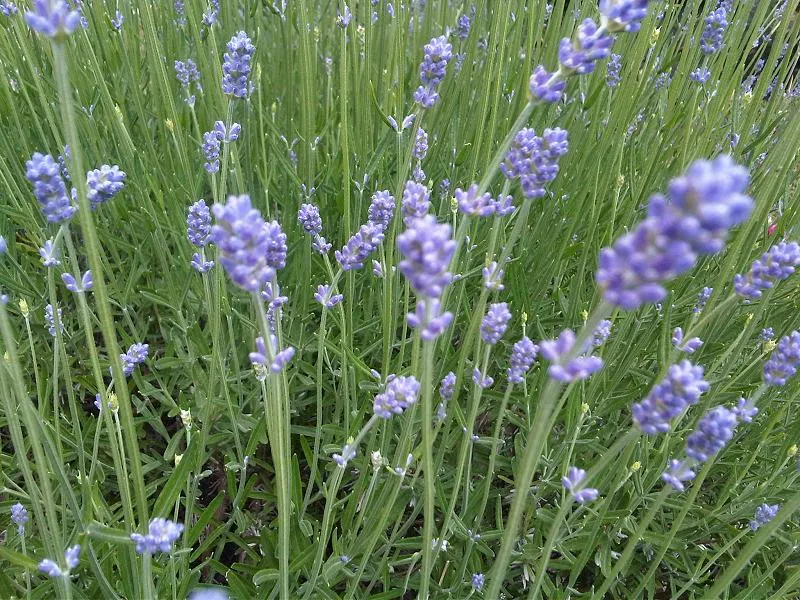 Angol levendula / Lavandula angustifolia 'Siesta'