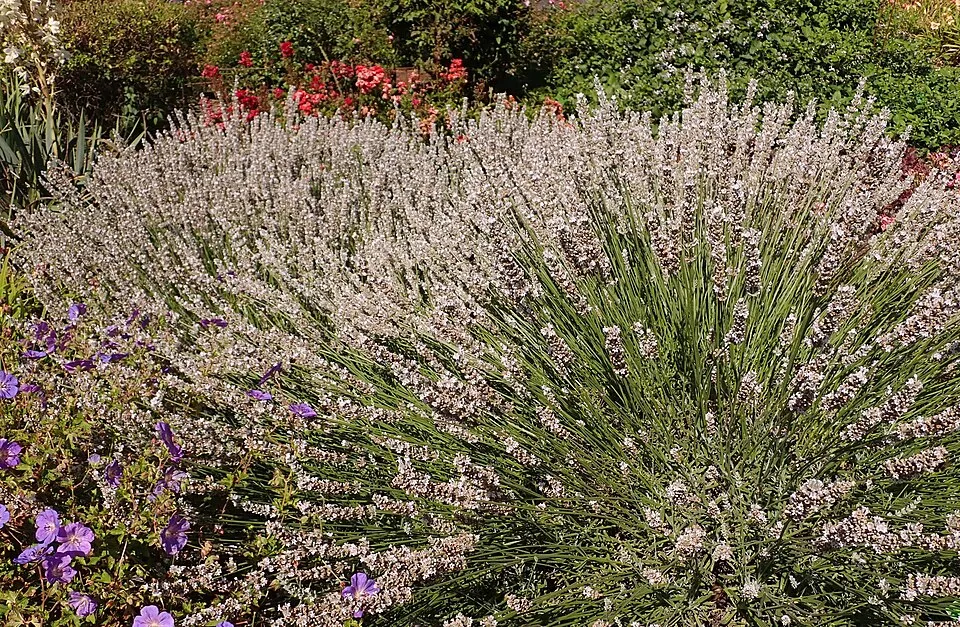 Hibrid levendula / Lavandula × intermedia 'Edelweiss'