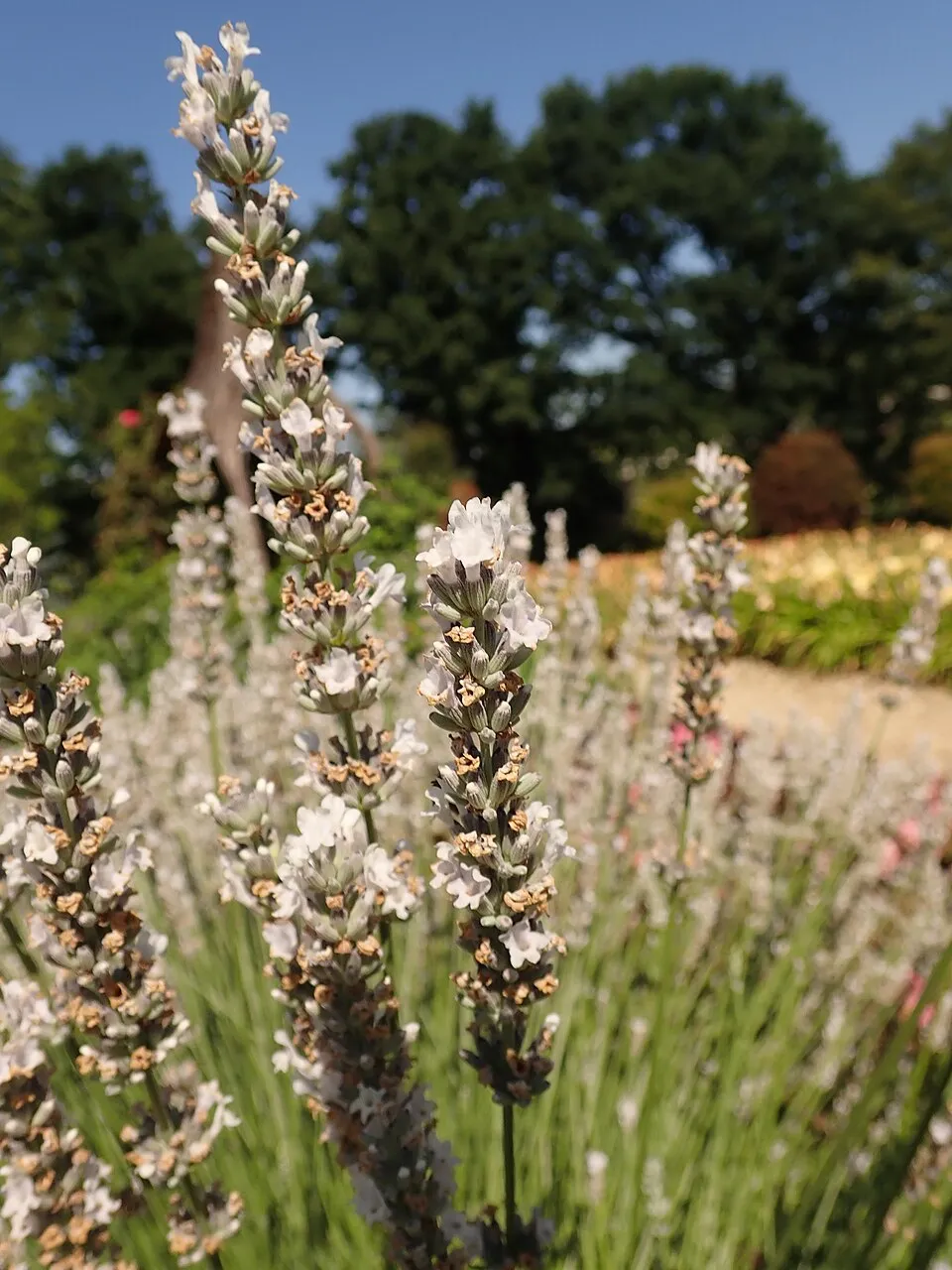 Hibrid levendula / Lavandula × intermedia 'Edelweiss'