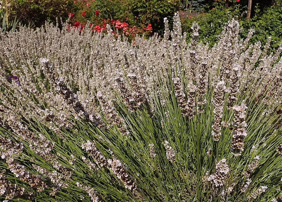 Hibrid levendula / Lavandula × intermedia 'Edelweiss'