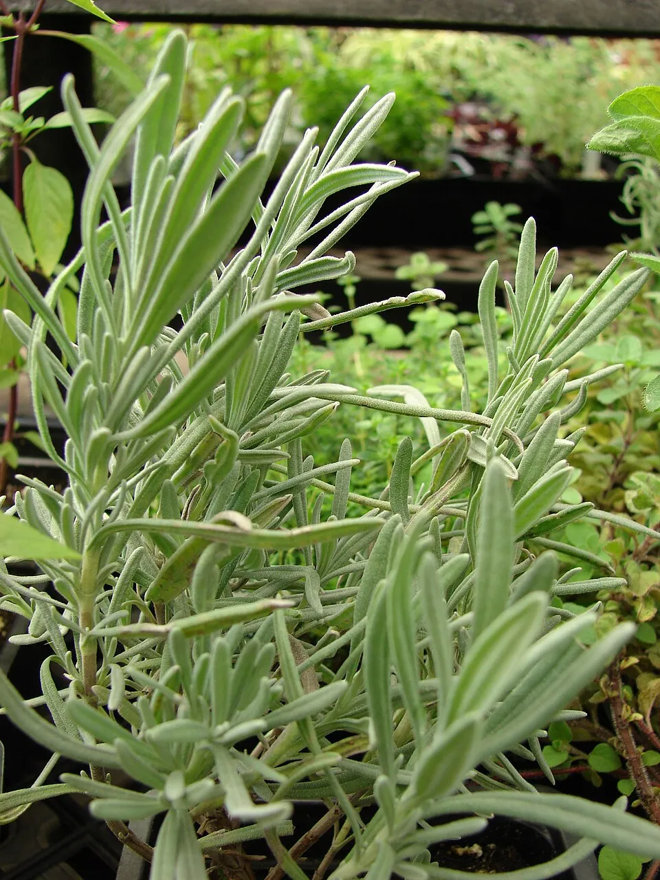 Hibrid levendula / Lavandula × intermedia 'Exceptional'