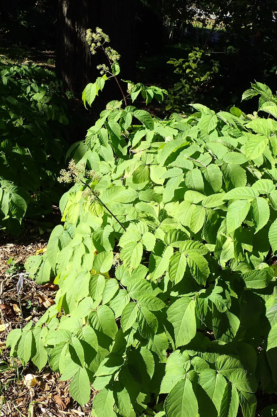 Szívlevelű arália / Aralia cordata 'Sun King'