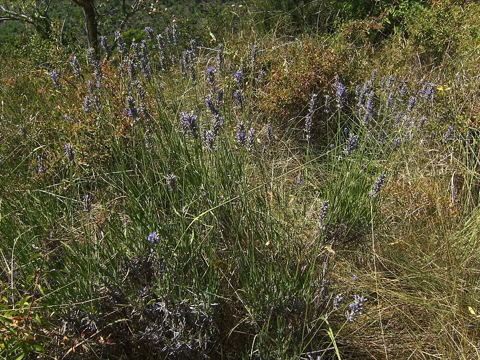 Hibrid levendula / Lavandula × intermedia 'Grappenhall'