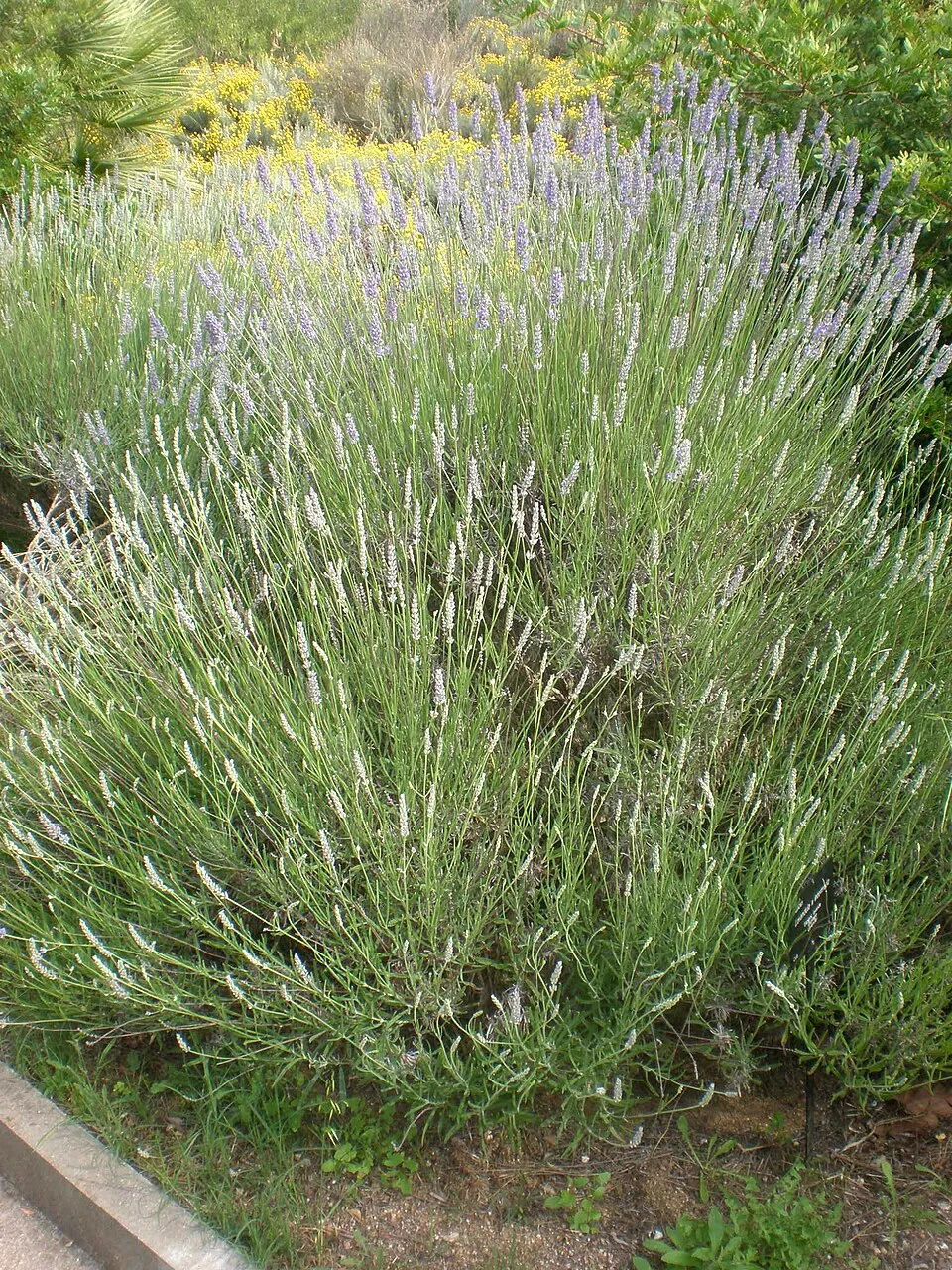 Hibrid levendula / Lavandula × intermedia 'Grappenhall'